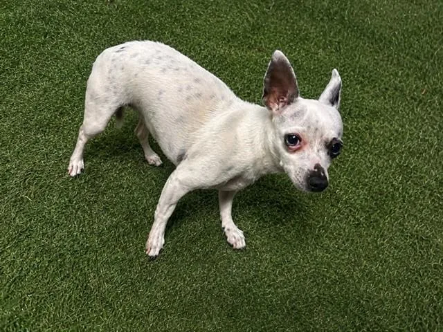 An adult small-sized female Chihuahua dog named Flaca for adoption in Castaic, CA