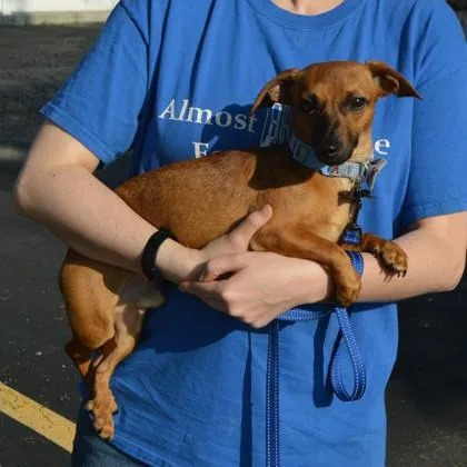 A young small-sized male Chihuahua dog named Mikey for adoption in Elk Grove Village, IL