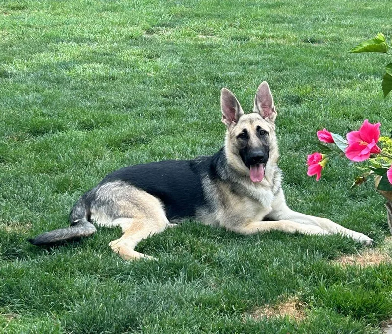 Nala