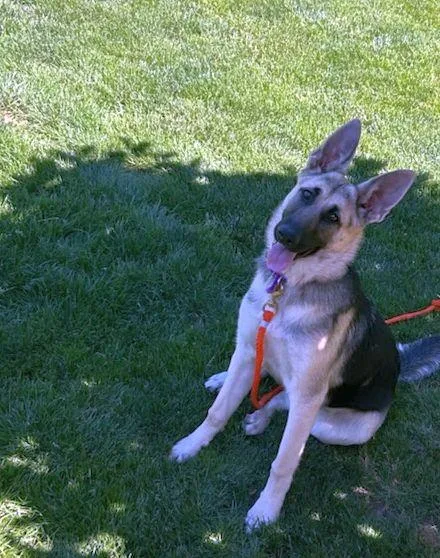 Nala thumbnail 3