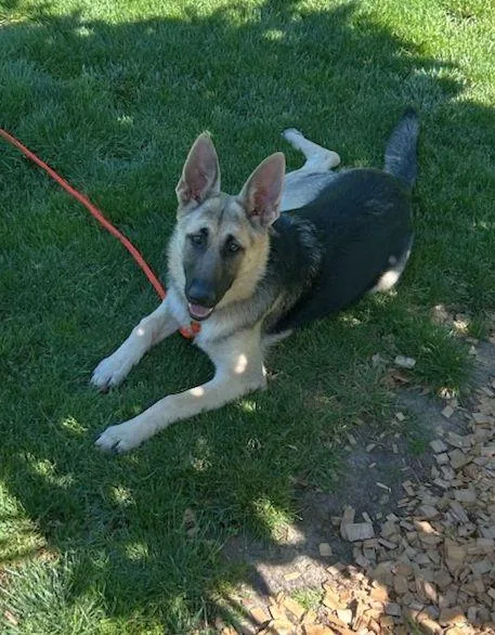 Nala thumbnail 4