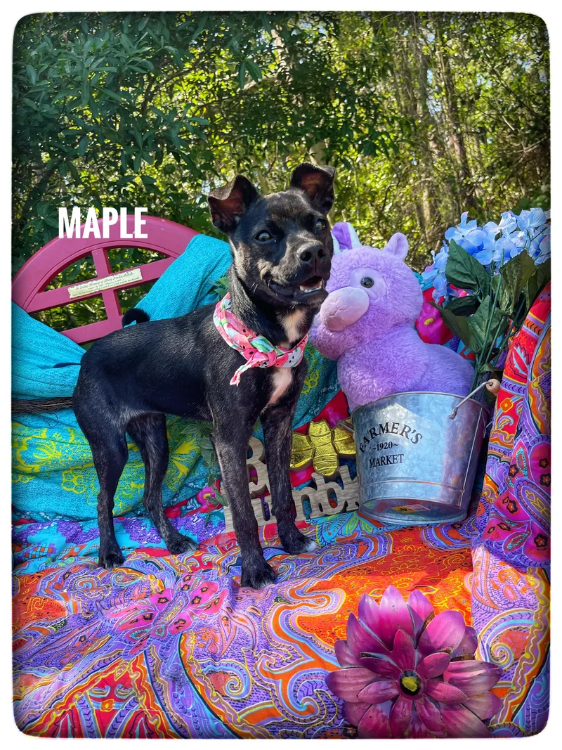 A baby medium-sized female Rat Terrier dog named Maple for adoption in Sebring, FL