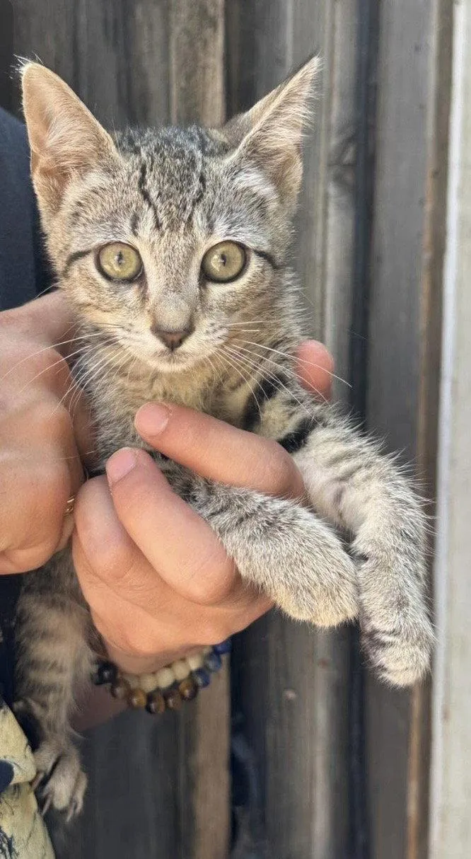 A baby medium-sized male Tabby cat named Dexter Napa for adoption in Napa, CA