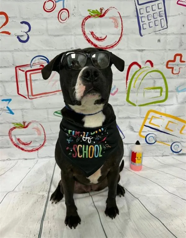 A young large-sized female Pit Bull Terrier dog named Helen for adoption in Hollister, CA