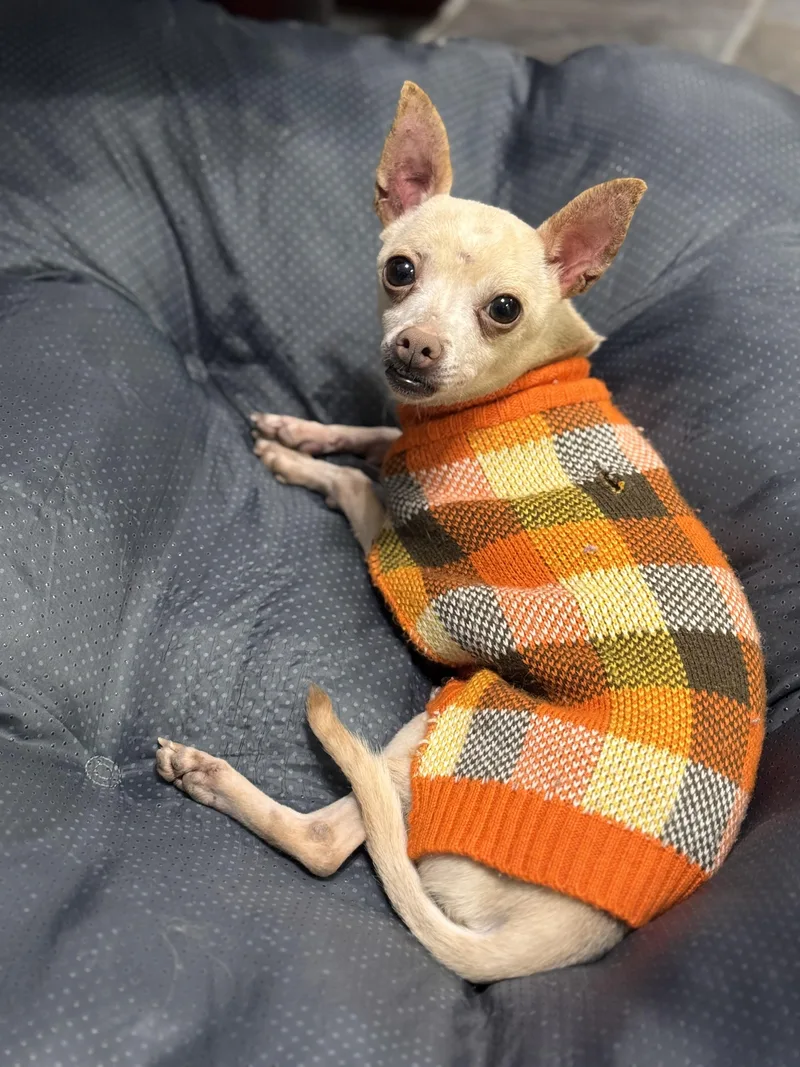 An adult small-sized male Chihuahua dog named Koda for adoption in Emporia, VA