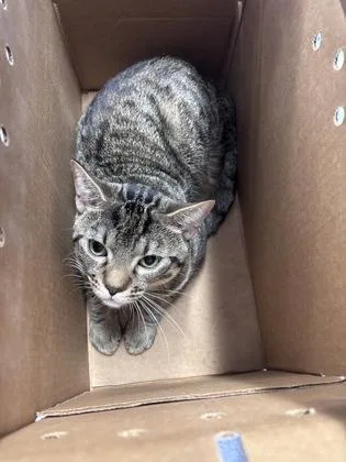 An adult medium-sized male Domestic Short Hair cat named Tarot for adoption in West Chester, PA