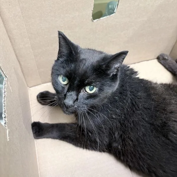 An adult small-sized male Domestic Short Hair cat named Becker for adoption in Des Moines, IA