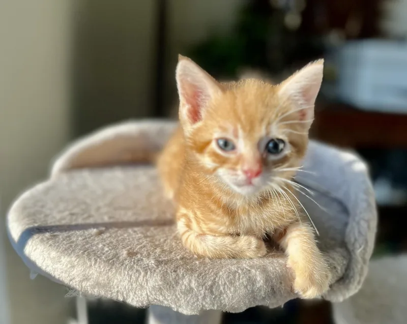 A baby medium-sized male Orange / Red Domestic Short Hair cat named Buttercup for adoption in Toledo, OH