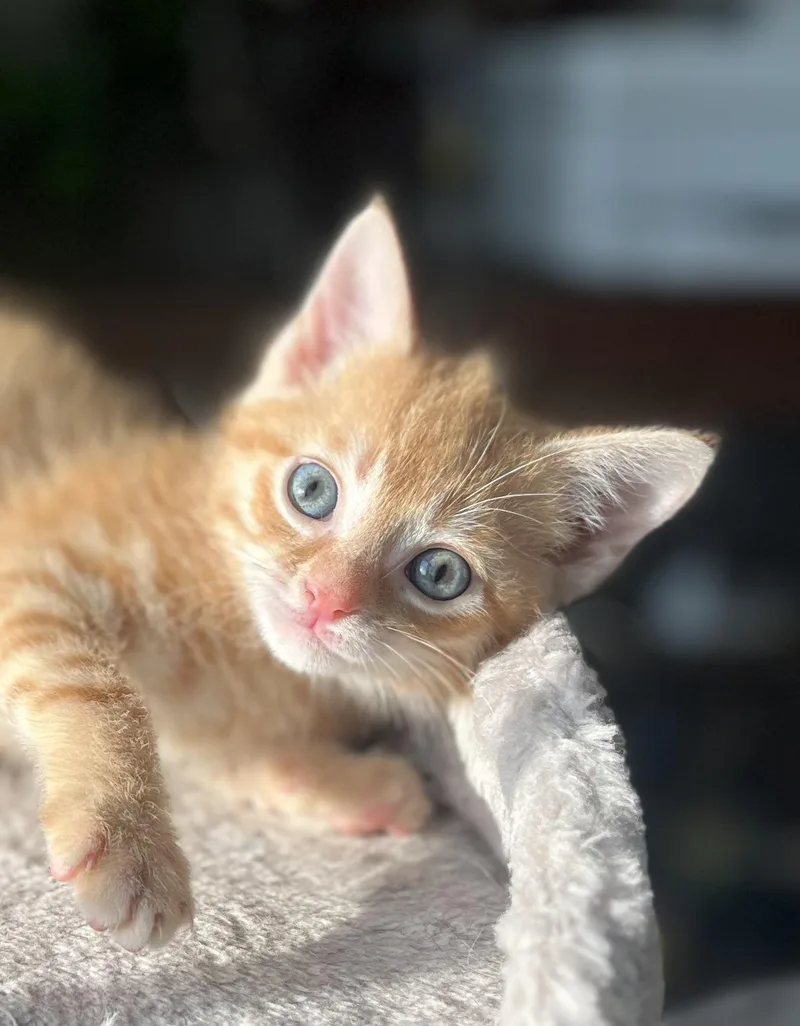 Buttercup thumbnail 2