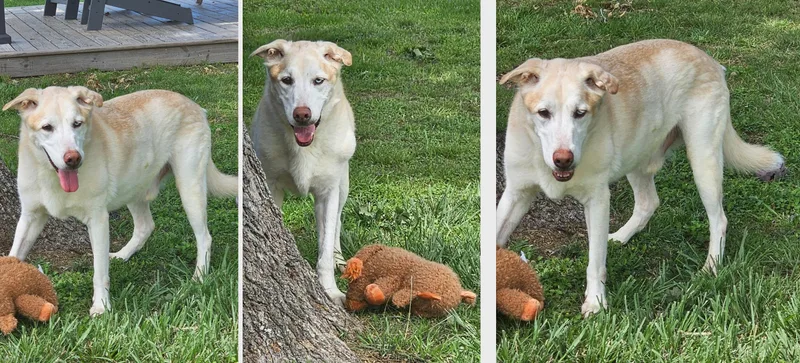 An adult large-sized male Apricot / Beige Labrador Retriever dog named Theodore for adoption in Houston, TX