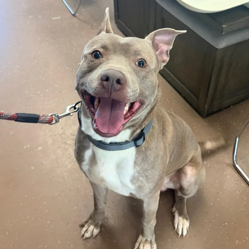 An adult large-sized male Brindle Pit Bull Terrier dog named Journey for adoption in Belleville, IL