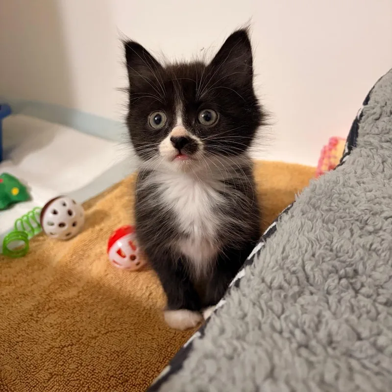 A baby small-sized female Black Domestic Short Hair cat named Laverne for adoption in Grand Rapids, MI