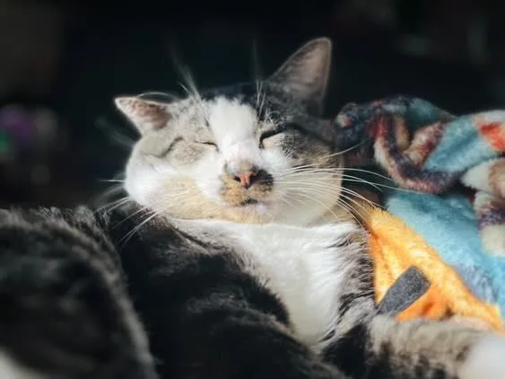 Goblet Aka Gobby thumbnail 2