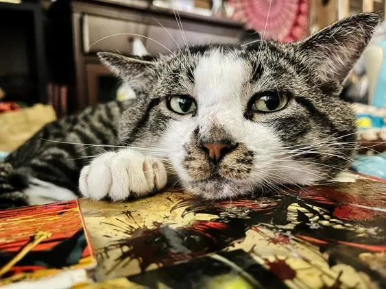 Goblet Aka Gobby thumbnail 3