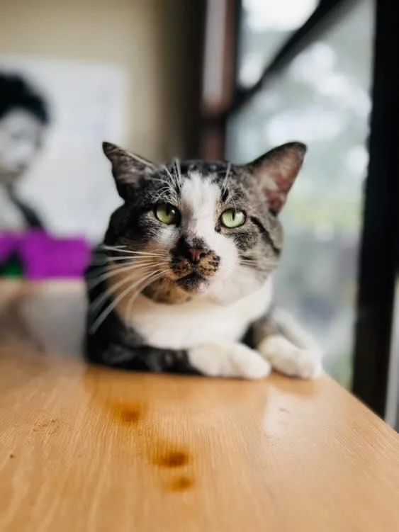 Goblet Aka Gobby thumbnail 4