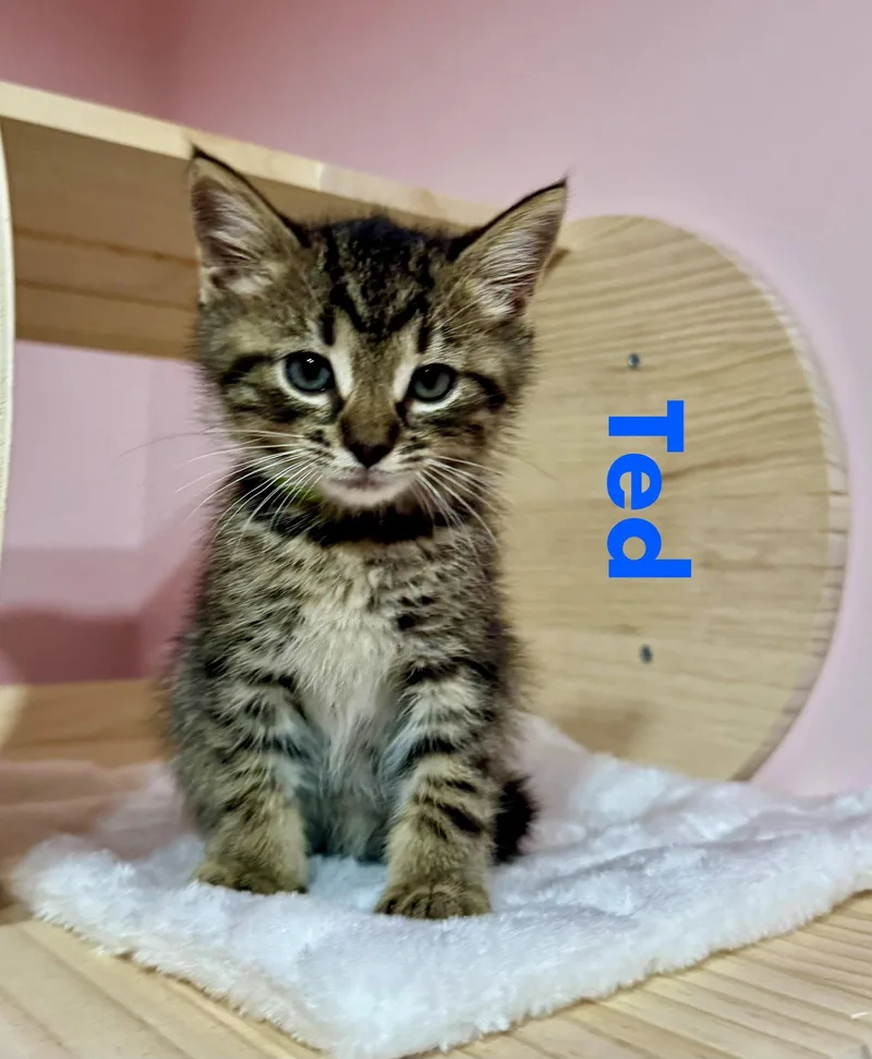A baby medium-sized male Domestic Short Hair cat named Ted for adoption in Reston, VA