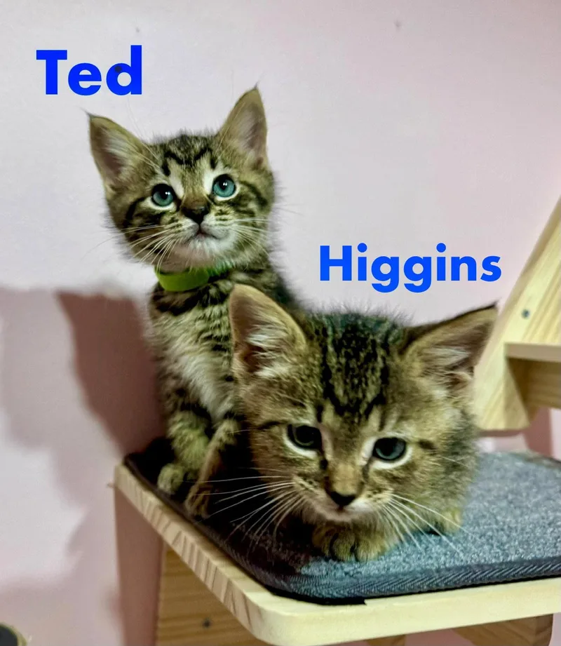 Ted thumbnail 2