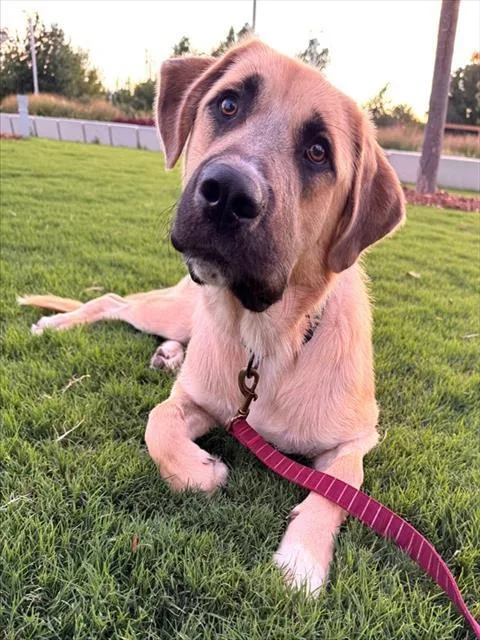 A young large-sized male Labrador Retriever dog named Moose for adoption in Oklahoma City, OK