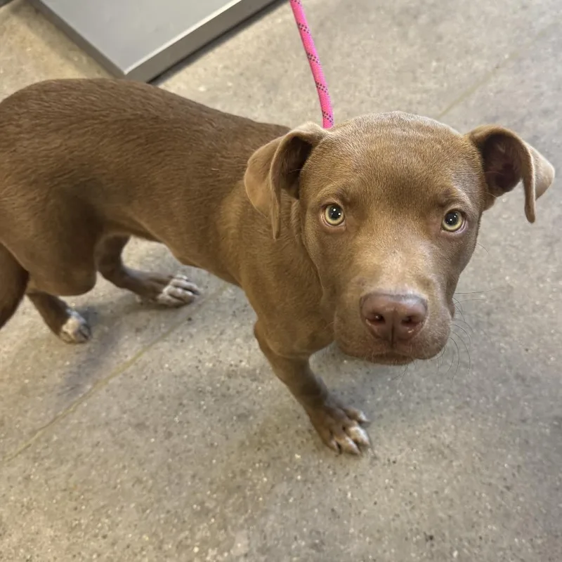A baby medium-sized male Brown / Chocolate Mixed Breed dog named 112125 for adoption in Las Cruces, NM