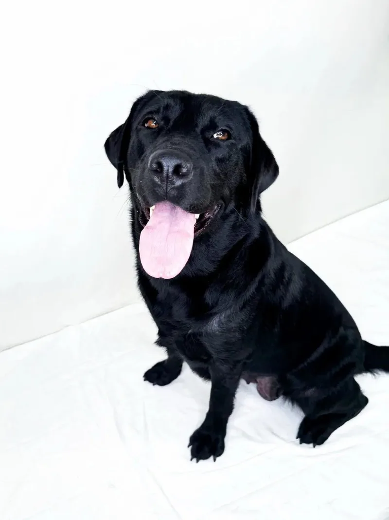A young large-sized female Black Labrador Retriever dog named Madea for adoption in Bixby, OK