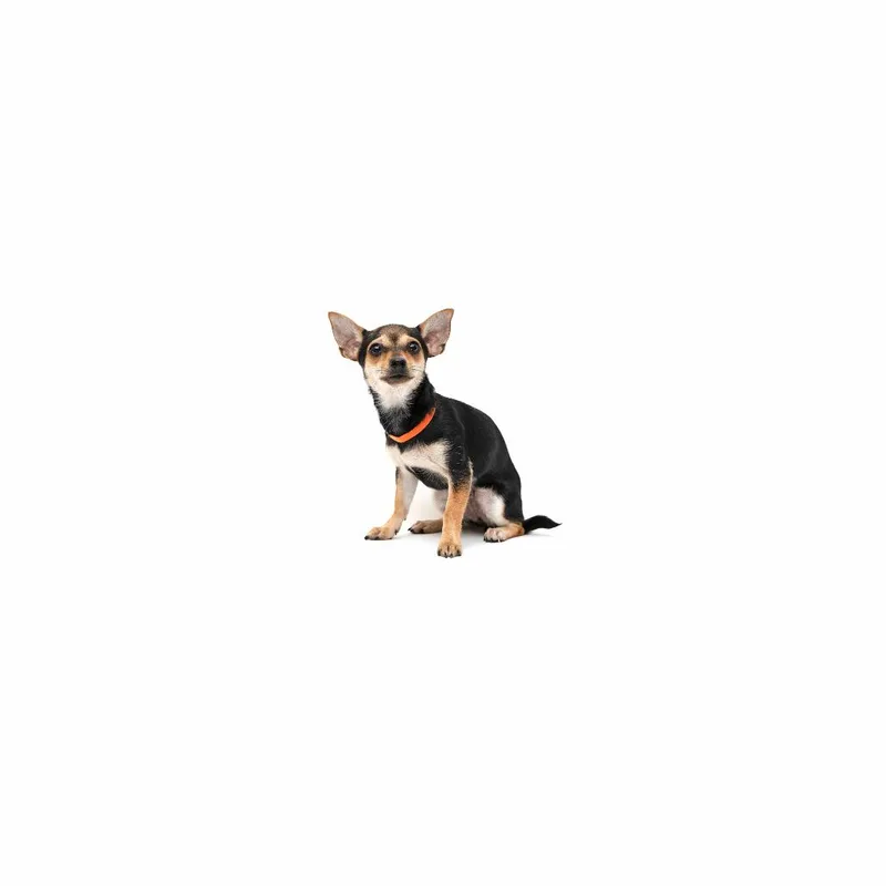 A baby small-sized female Black Chihuahua dog named Celebi for adoption in Playa Vista, CA