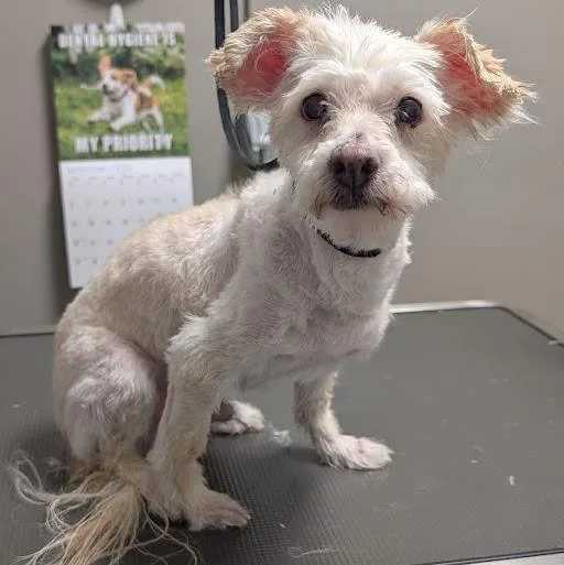 A senior small-sized male Maltese dog named Casper for adoption in Las Vegas, NV