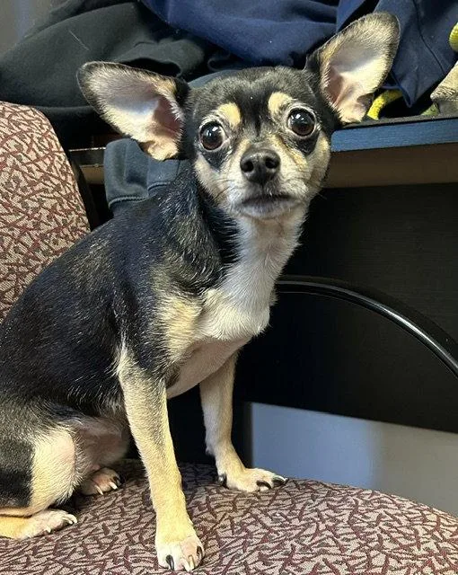 An adult medium-sized female Chihuahua dog named Luna for adoption in Lancaster, PA