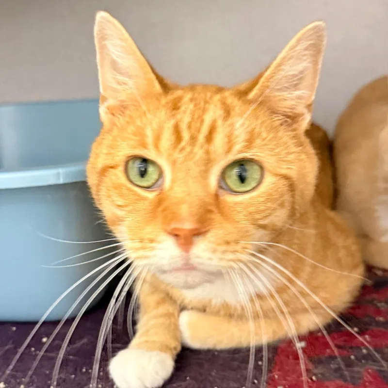 Chico
