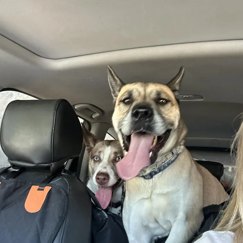 An adult large-sized female Japanese Akita  dog named Linda for adoption in Sherman Oaks, CA