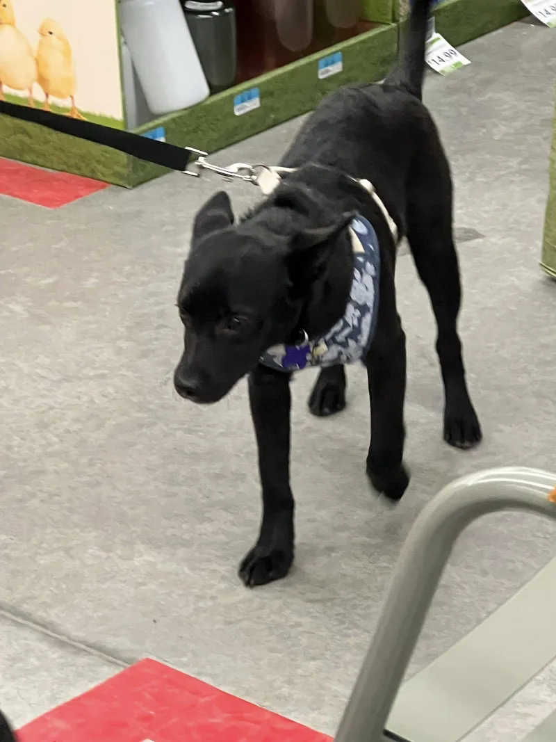 Puppy Morning thumbnail 2