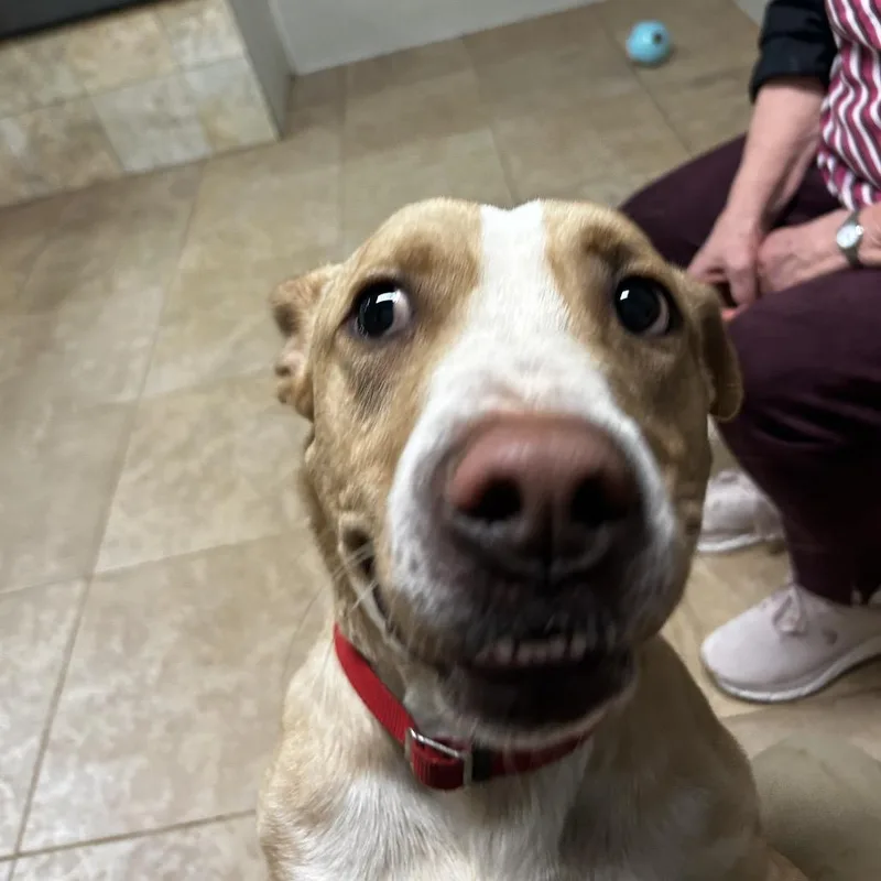 An adult medium-sized male Yellow / Tan / Blond / Fawn Mixed Breed dog named Ace for adoption in Chattanooga, TN