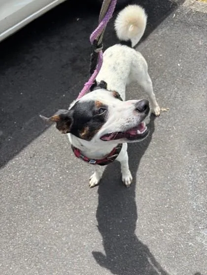 An adult medium-sized male Terrier dog named Scallop for adoption in Honolulu, HI
