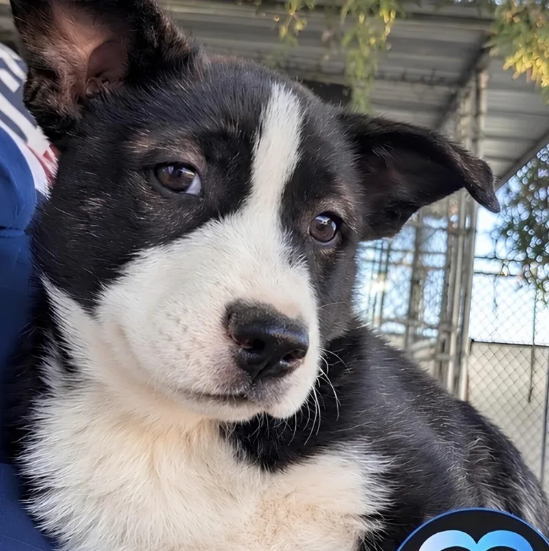 A baby medium-sized female German Shepherd Dog dog named Birdie for adoption in Naperville, IL