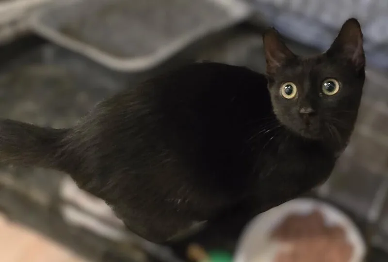A baby small-sized male Black Domestic Short Hair cat named Mercutio LA for adoption in Greenville, SC