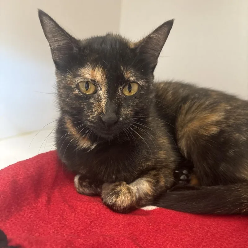 A young medium-sized female Domestic Short Hair cat named Joyce for adoption in Tulsa, OK