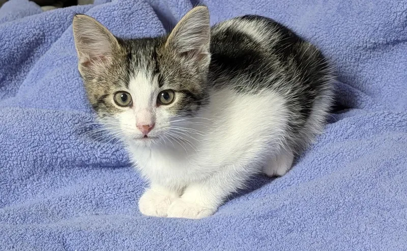 A baby small-sized male Gray & White Domestic Short Hair cat named Willie for adoption in Portland, OR
