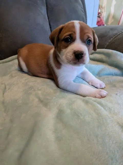 A baby medium-sized male Red / Chestnut / Orange American Bulldog dog named Sam for adoption in Wichita Falls, TX