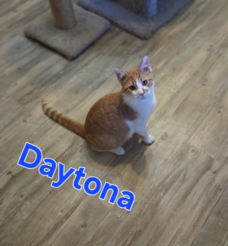 A young small-sized male Domestic Short Hair cat named Daytona for adoption in Lynchburg, TN