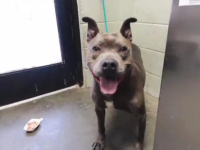 An adult large-sized male Pit Bull Terrier dog named Bugsy for adoption in Tulsa, OK