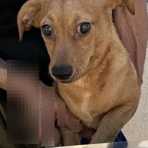 A young small-sized male Yellow / Tan / Blond / Fawn Chihuahua dog named Junior Oso for adoption in San Gabriel, CA