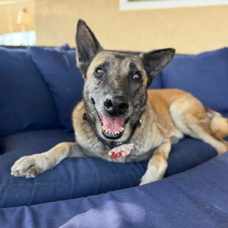 A senior large-sized female Brown / Chocolate Shepherd dog named Maple for adoption in Ramona, CA