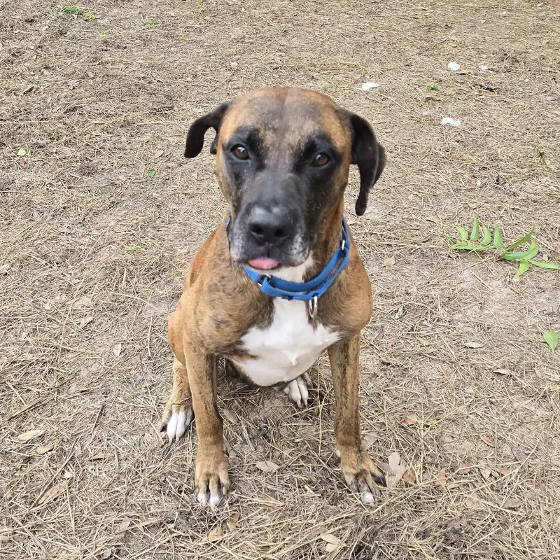 An adult large-sized male Brindle Mixed Breed dog named Captain Jack Sparrow for adoption in Houston, TX