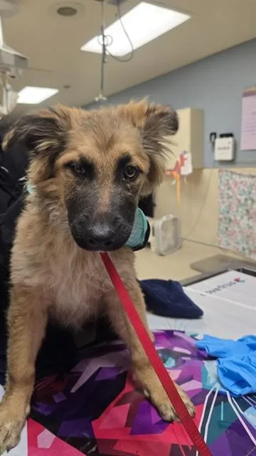A baby medium-sized female German Shepherd Dog dog named Lisa for adoption in Riverside, CA