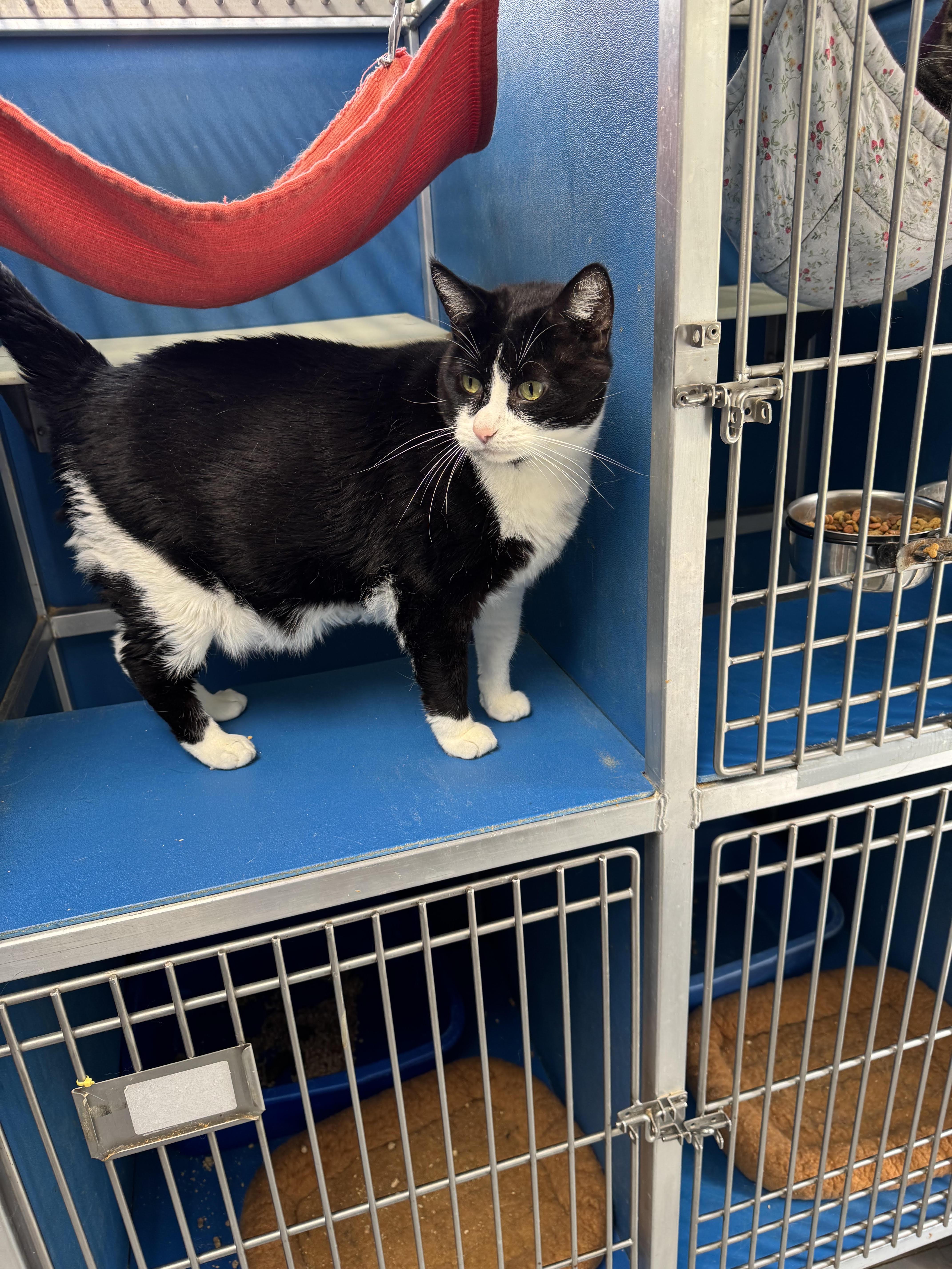 An adult extra large-sized male Black & White / Tuxedo Domestic Short Hair cat named Clyde for adoption in Hoopeston, IL