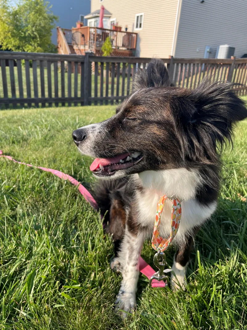A young small-sized female Black Australian Shepherd dog named Oakley for adoption in Union Grove, WI