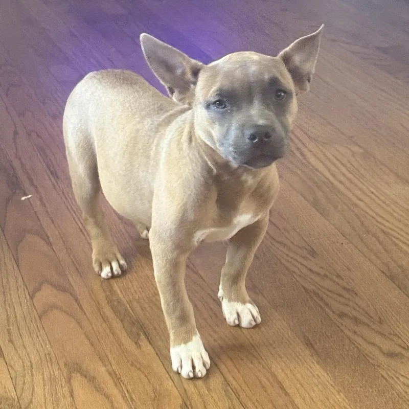 A young small-sized female Gray / Blue / Silver French Bulldog dog named Chili Cheese Fries for adoption in Northbrook, IL