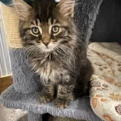 A young medium-sized male Tabby (Buff / Tan / Fawn) Domestic Long Hair cat named Mowgli for adoption in Fredericksburg, OH