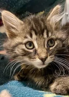 Mowgli thumbnail 3