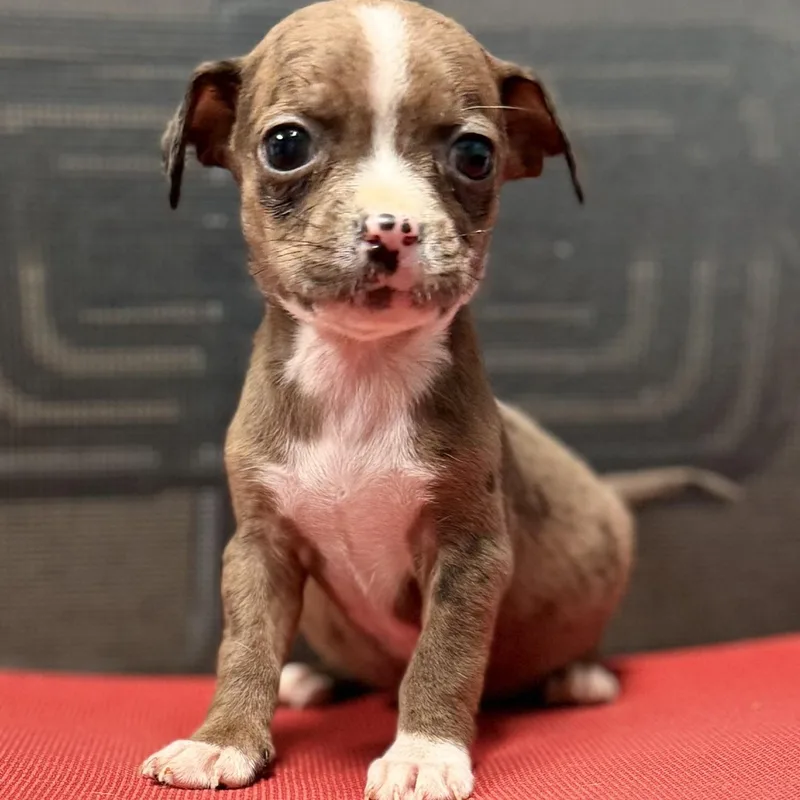 A baby small-sized male Merle (Red) Mixed Breed dog named Wellington Arriving In for adoption in Berwick, ME