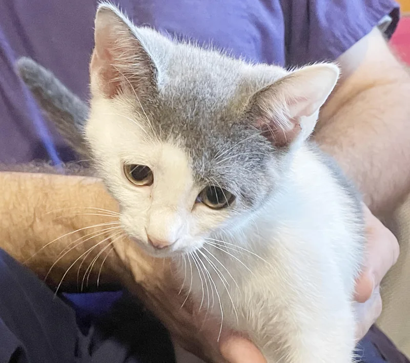 A baby small-sized female Russian Blue cat named Cherry is our delicious for adoption in Bedford Hills, NY